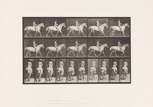 Levy 603. Ravi; Satula; Ride, 43, leveä, vaaleanharmaa Horse Smith tekijältä Eadweard Muybridge