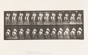 Levy 604. Ravi; Satula; Valkoinen hevonen, Elberon tekijältä Eadweard Muybridge