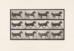 Levy 606. Ravi; Sulky; Bay Horse, Ruuben tekijältä Eadweard Muybridge