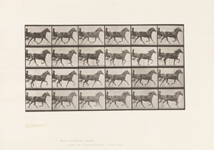 Levy 607. Ravi; Sulky; Bay Mare, Lizzie M. tekijältä Eadweard Muybridge