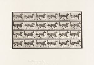 Levy 609. Ravi; Sulky; Bay Mare, Lizzie M. tekijältä Eadweard Muybridge