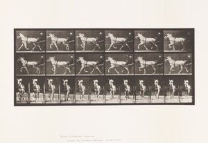 Levy 610. Ravi; Sulky; Harmaa tamma, Katydid tekijältä Eadweard Muybridge