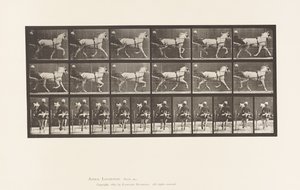 Levy 611. Ravi; Sulky; Harmaa tamma, Katydid tekijältä Eadweard Muybridge