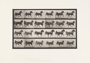 Levy 613. Ravi; Sulky; Sorrel Mare Nellie Rose tekijältä Eadweard Muybridge