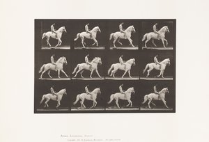Levy 617. Laukka; Ilman satulaa; Rider, 106, alaston; White Horse Clinton, 1885 tekijältä Eadweard Muybridge