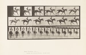 Levy 620. Laukka; Satula; Täysverinen Bay Mare Annie 6. tekijältä Eadweard Muybridge
