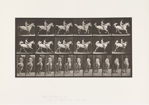 Levy 622. Laukka; Satula; Rider, 43, alaston; harmaa hevonen Smith, 1885 tekijältä Eadweard Muybridge