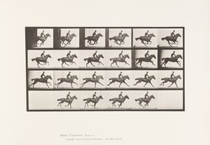 Lauta 625. Laukka; Täysverinen Bay Horse Bouquet tekijältä Eadweard Muybridge