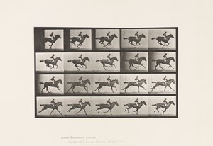 Lauta 627. Laukka; Täysverinen Bay Mare Annie G. tekijältä Eadweard Muybridge