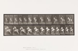 Lauta 630. Laukka; Satula; Harmaa tamma Pandora tekijältä Eadweard Muybridge