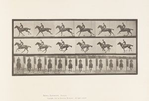 Lauta 631. Laukka; Satula; Täysverinen Bay Horse Bouquet tekijältä Eadweard Muybridge