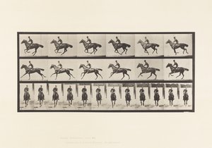 Lauta 632. Laukka; Satula; Täysverinen Bay Horse Bouquet tekijältä Eadweard Muybridge
