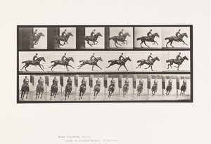Lauta 633. Laukka; Satula; Täysverinen Bay Horse Bouquet tekijältä Eadweard Muybridge