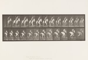 Lauta 635. Laukka; Satula; Harmaa tamma, Pandora tekijältä Eadweard Muybridge