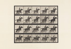 Levy 638. Esteen hyppy; Satula; Bay Horse Daisy tekijältä Eadweard Muybridge