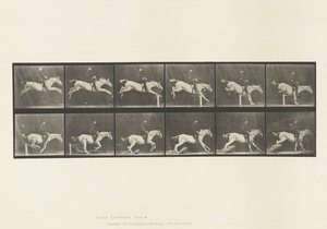 Levy 641. Esteen hyppy; Satula; Knocking Over Hurdle ja tekijältä Eadweard Muybridge