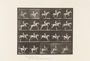 Levy 642. Esteen hyppy; Satula; Rider, 105, alaston; Harmaa tamma, 1885 tekijältä Eadweard Muybridge
