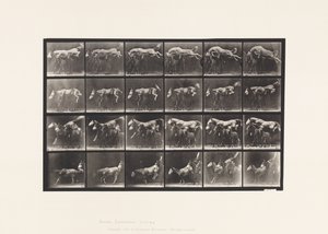 Levy 648. Kolmen hevosen yli hyppääminen; A, B; Kastanja Hornet tekijältä Eadweard Muybridge