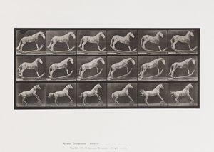 Levy 649.A, Hornet, Rocking; B, Eagle, Rolling Barrel jne. tekijältä Eadweard Muybridge