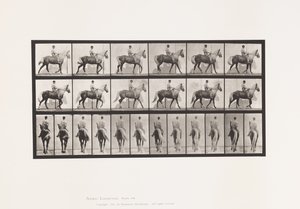 Levy 653. Kävely; Satula; Ontuva, Oikea etujalka;Hevosennahka tekijältä Eadweard Muybridge