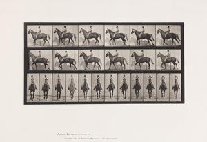 Levy 654. Kävely; Satula; Ontuva, Oikea etujalka;Hevosennahka tekijältä Eadweard Muybridge
