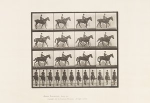 Levy 655. Kävely; Satula; Spavin, oikea takajalka; Hevonen tekijältä Eadweard Muybridge