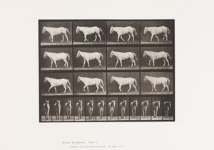 Levy 656. Kävely; Vapaa; Ruston luutuminen tekijältä Eadweard Muybridge