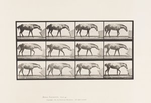 Levy 657. Laatikon vieriminen; Poni, Lotta tekijältä Eadweard Muybridge