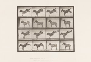 Levy 658. Muuli; A, potkiminen; B, potkii Ruthia tekijältä Eadweard Muybridge