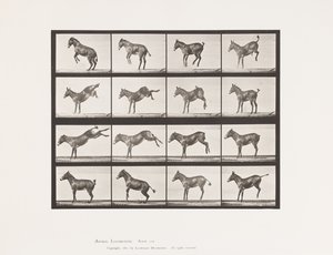 Levy 659. Muuli; A, B, potkiminen ja potkiminen; Ruth tekijältä Eadweard Muybridge