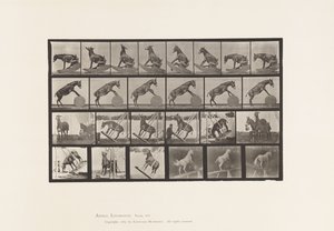 Levy 660. Muuli; Muut esitykset Denverissä tekijältä Eadweard Muybridge