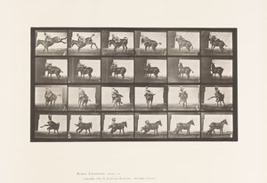 Levy 661. Muuli; A, B, A Refractory Animal Ruth tekijältä Eadweard Muybridge