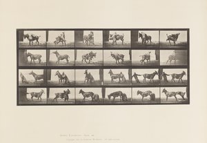 Levy 662. Muuli; A, B, A Refractory Animal Denver tekijältä Eadweard Muybridge
