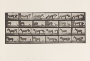 Levy 663. Muuli; A, B, A Refractory Animal Denver tekijältä Eadweard Muybridge