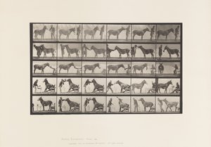 Levy 664. Muuli; Erilaisia esityksiä; pöydässä jne. tekijältä Eadweard Muybridge