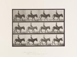 Levy 665. Ass; Kävely; Ilman satulaa; Ratsastuspoika, Jennie tekijältä Eadweard Muybridge