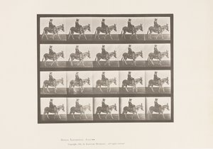 Levy 666. Aasi; Kävely; Satula; Tyttö ratsastaa, eläintarha tekijältä Eadweard Muybridge