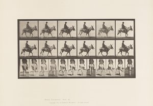 Levy 667. Aasi; Kävely; Satula; Poika ratsastaa, eläintarha tekijältä Eadweard Muybridge