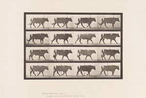 Levy 669. Härkä; Kävely tekijältä Eadweard Muybridge
