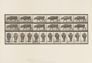 Levy 670. Härkä; Kävely tekijältä Eadweard Muybridge