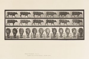 Levy 671. Härkä; Kävely tekijältä Eadweard Muybridge