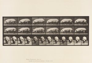 Levy 673. Emakko; Kävely tekijältä Eadweard Muybridge