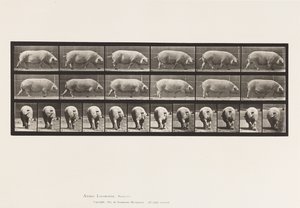 Levy 674. Emakko; Kävely tekijältä Eadweard Muybridge