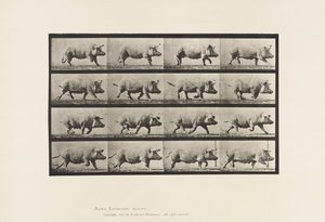 Levy 675. Emakko; Ravi tekijältä Eadweard Muybridge