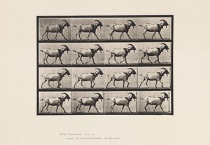 Levy 676. Vuohi; Kävely tekijältä Eadweard Muybridge