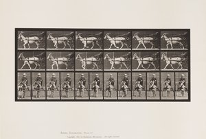 Levy 678. Vuohi; Ravi, Sulkyssa tekijältä Eadweard Muybridge