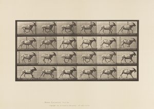Levy 679. Vuohi; Laukkaa tekijältä Eadweard Muybridge