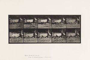Levy 680. Orex; Laukkaa tekijältä Eadweard Muybridge