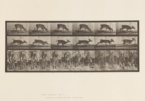 Levy 681. Virginia Deer; (Ei sarvia) Buck Walking tekijältä Eadweard Muybridge