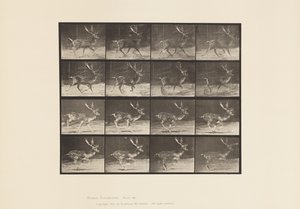 Levy 682. Kesanto; Buck; A, ravi; B, laukkaa tekijältä Eadweard Muybridge